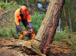 Professional Tree Removal Services in East Mountain, TX