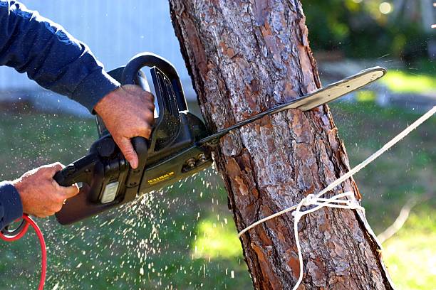 Best Stump Grinding and Removal  in East Mountain, TX